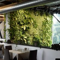 Ristorante il Dollaro, Monza. Giardino verticale