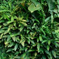 Giardino verticale Rigoni di Asiago Milano