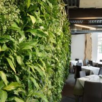 Ristorante il Dollaro, Monza. Giardino verticale