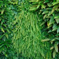 Giardino verticale Rigoni di Asiago Milano